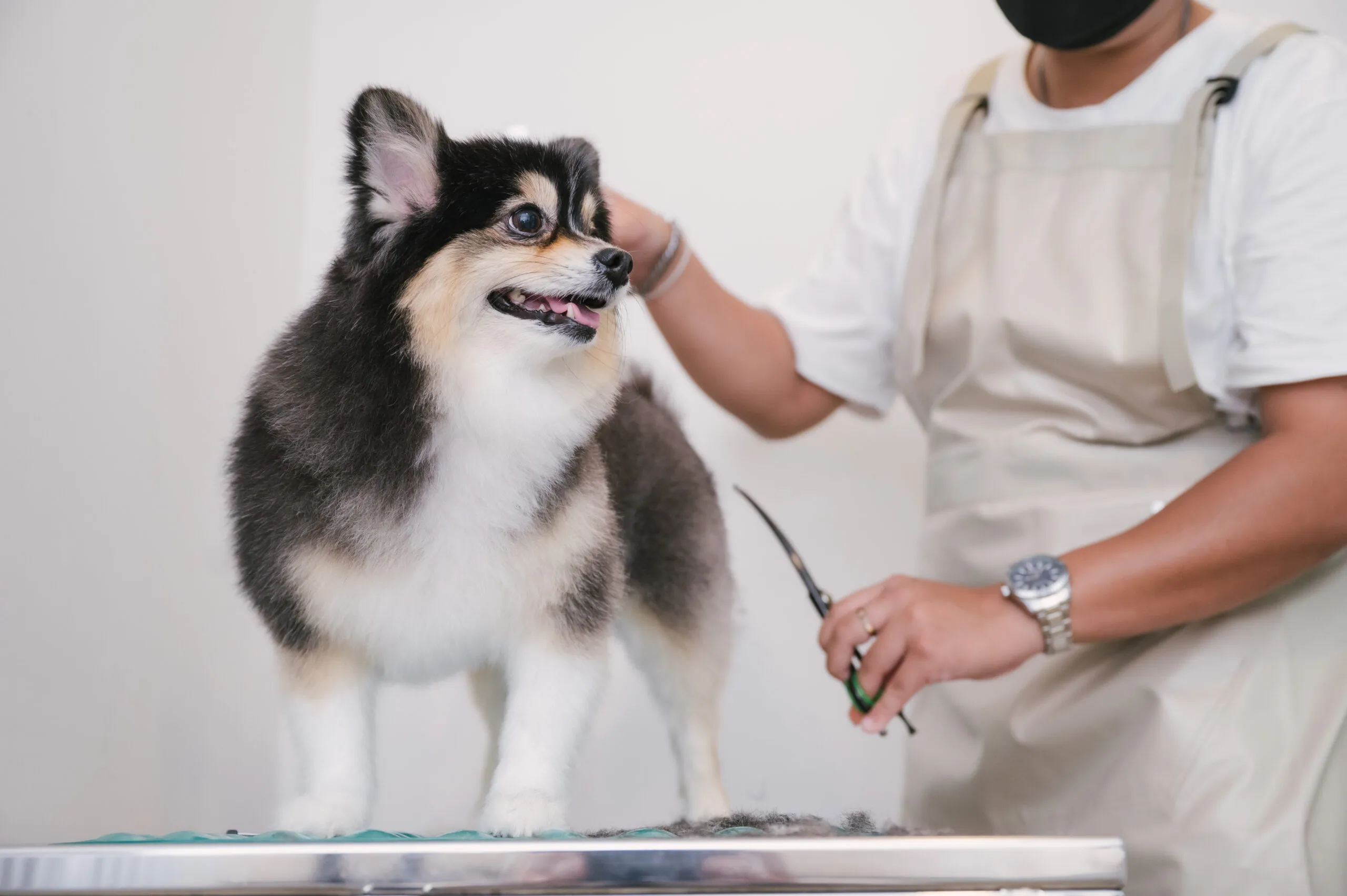LOOKING OUT FOR YOUR FURRY FRIENDS: OUR PET CARE IS OPEN DAILY FROM 9AM TO 7PM WITH FULL SERVICE GROOMING AT BOTH SCOPE LANGSUAN AND PROMSRI.